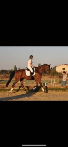 Hongre de 12 ans par soliman de hus
