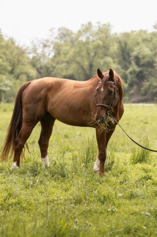 Cheval de sport, proche de l’homme