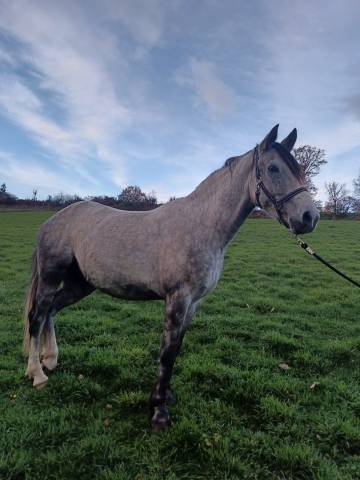 Petit cheval oncs grey pepper