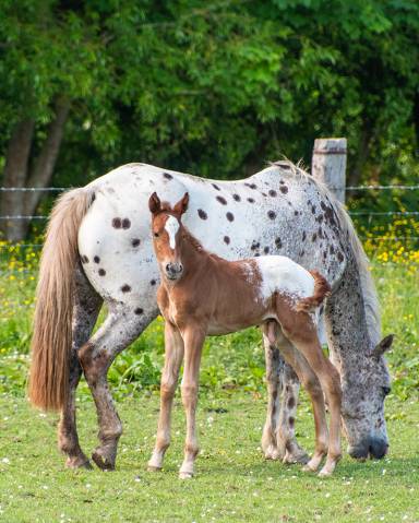 Poulain appaloosa