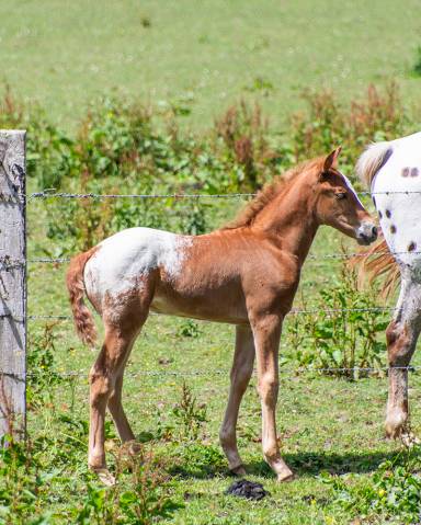 Poulain  appaloosa