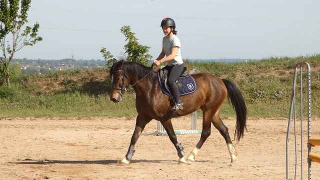 Hongre welsh part-bred 4 ans