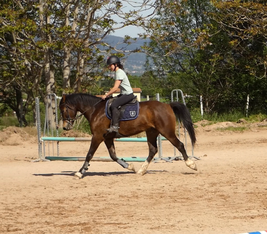 Hongre welsh part-bred 4 ans