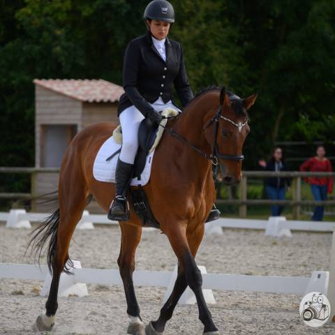 Cheval de sport pour cce amat 1 / elite 