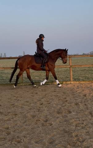 Cheval de sport pour cce amat 1 / elite 