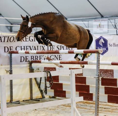 à vendre jument de sport par canabis d’alain
