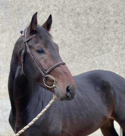 Hongre 8 ans, fils magnum van't heike