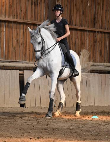Hongre - lusitanien - 14 ans - dressage psg - france