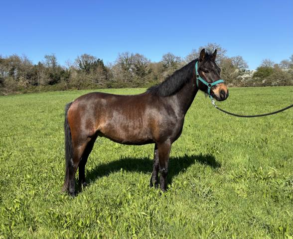 à vendre poney de 4 ans 
