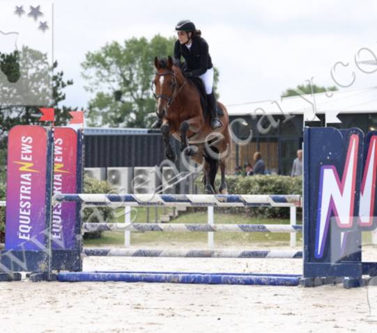 Hongre 6 ans - sf - 162cm