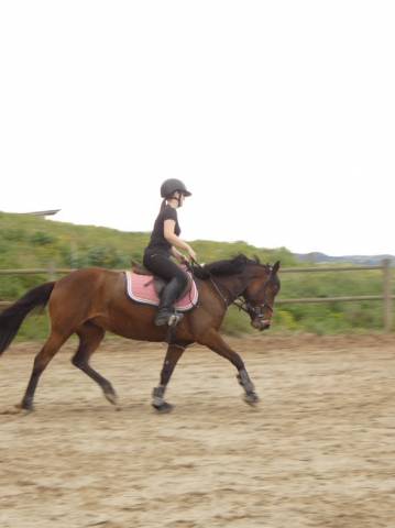 Cheval à vendre jument 7 ans gros potentiel 