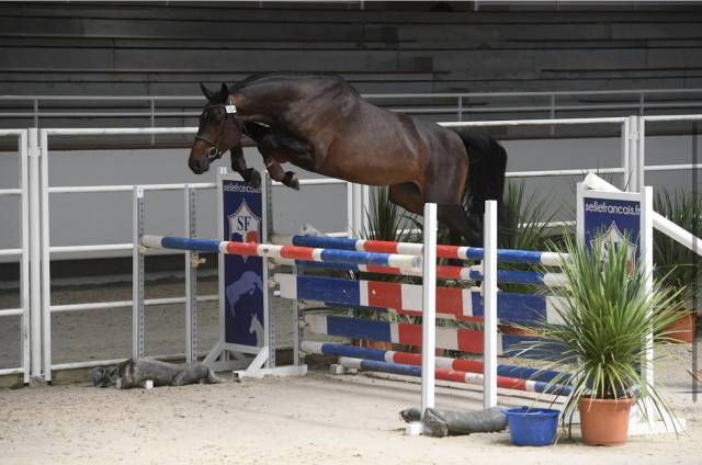 Cheval selle français 