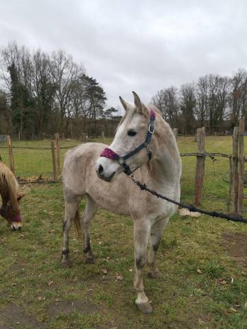 Cheval 