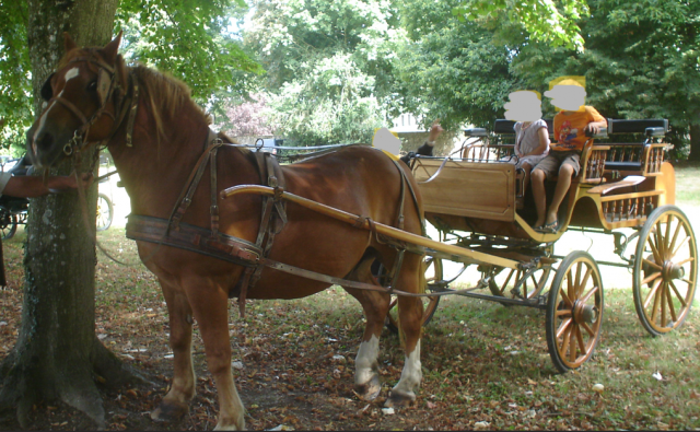 Calèche de cérémonie