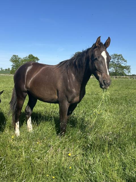Jument 3 ans dressage