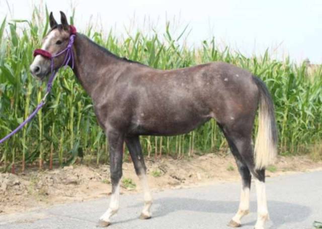 Jeune cheval franches-montagnes/ pure sang arabe