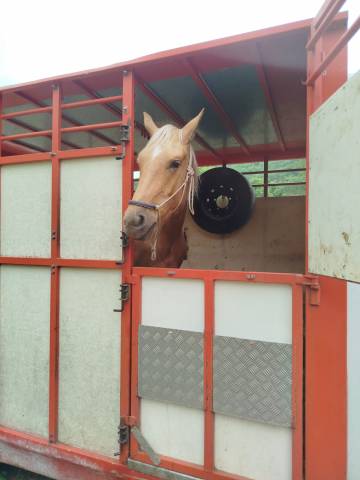 Palomino poulain hongre 
