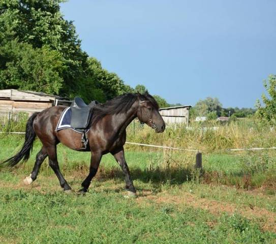Selle Zaldi dressage 17,5