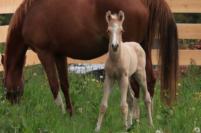 Male pfs palomino a reserver au sevrage 