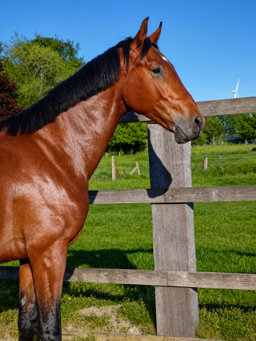Hongre - oldenburger - 2 ans - dressage - france