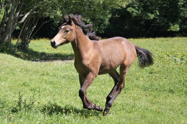 Poulain 8 mois 