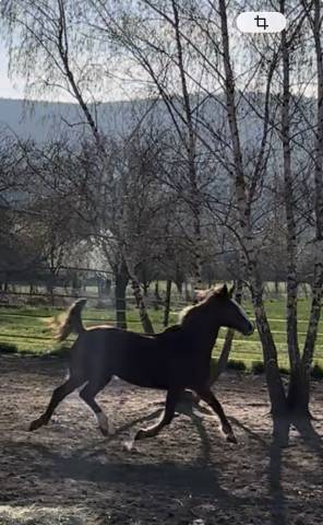 Jument loisirs / balades 