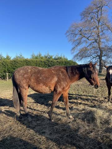 Jument 3a sf sport (conte bellini x odyssée semilly) 