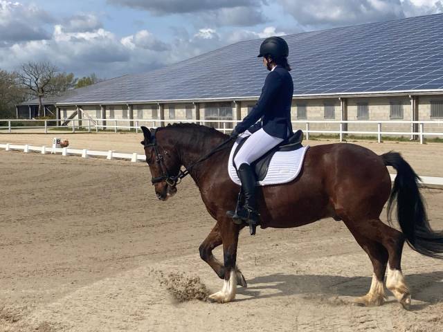 A vendre poney new forest