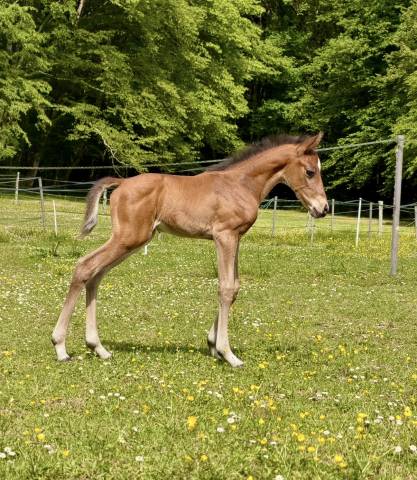 Foal 2026
