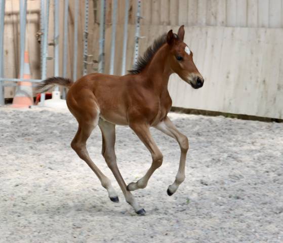 Foal 2026