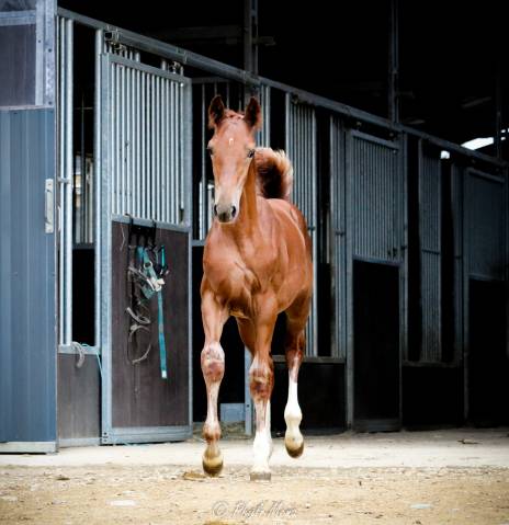 Poulain sf origine sport haut niveau
