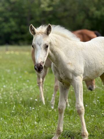 Pouliche pp quarter horse palomino