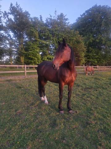 Jument tres beau modele