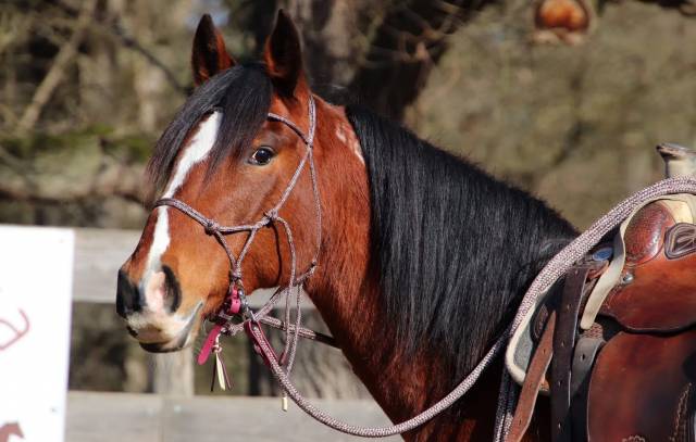 Jument mustang américaine 11 ans  