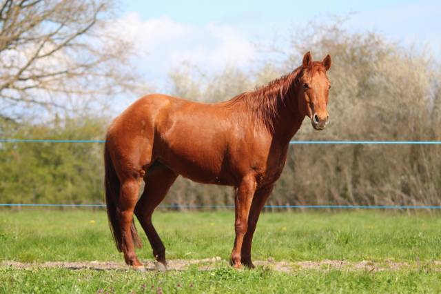 Jument qh 12 ans 