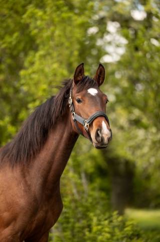 Pouliche - sbs - 1 an - dressage - france