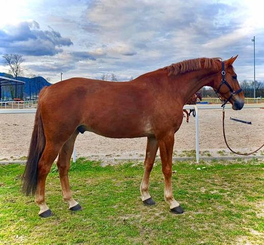 Magnifique hongre 7ans 