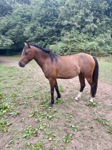Ponette pfs 4 ans - dircet éleveur