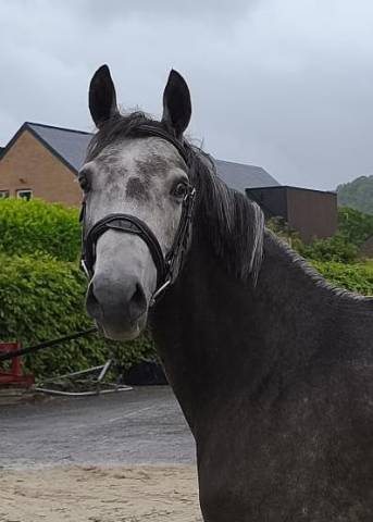 Cheval de dressage 153cm au garot