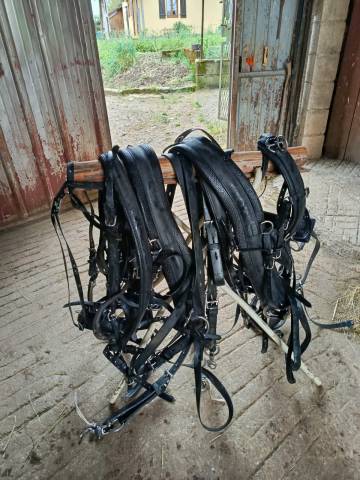 Harnais chevaux attelage
