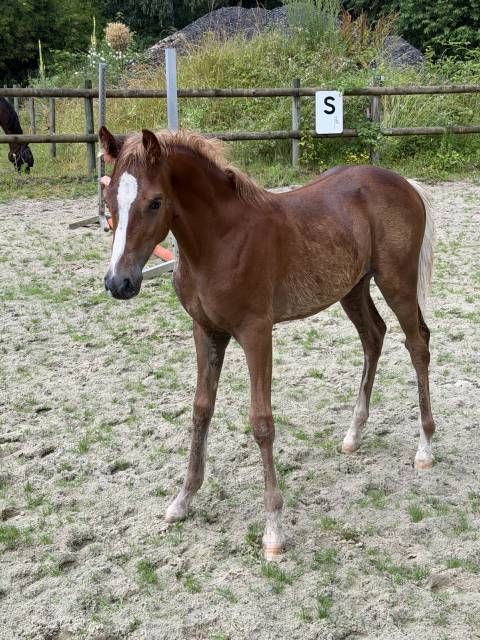 Foal pfs