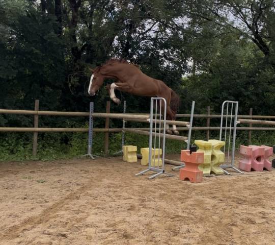 A vendre hongre 3 ans cso