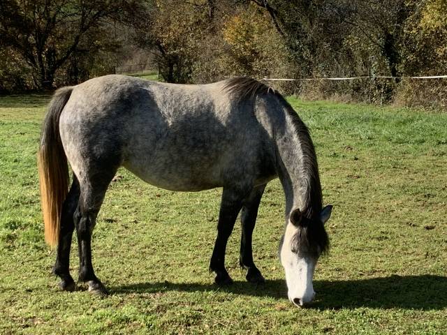 Poney français de selle femelle 5 ans monté 1m40