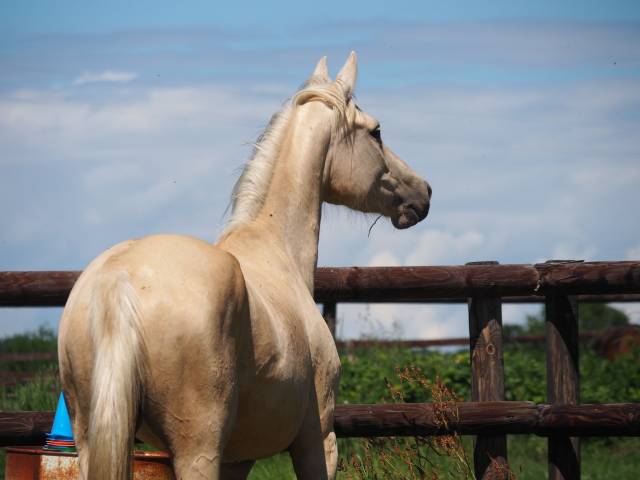 Exeptionnelle jument 100% dressage palomino