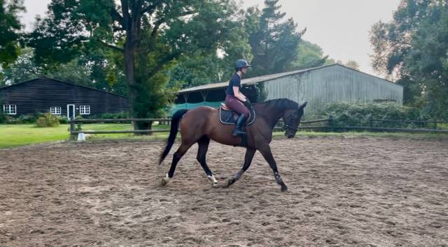 Vend cheval selle français 12 ans