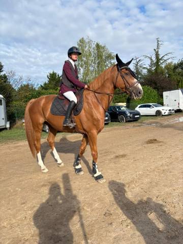 Cheval de cso a vendre 