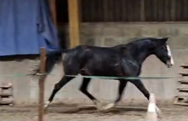 Nirvana de molion - sf - femelle - 3 ans - 1.64 - noir