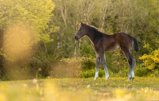 ✨ pouliche origine dressage ✨