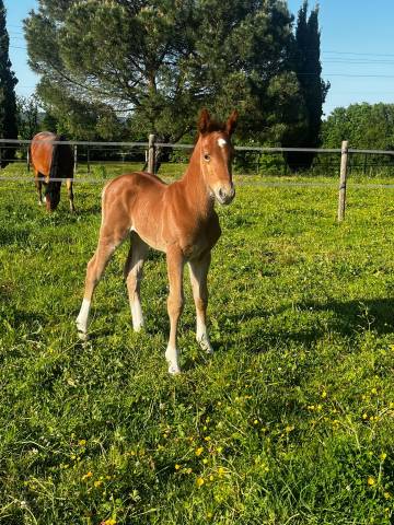 Ponette d poulinière cso