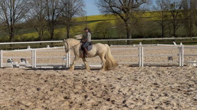 Irish cob pp palomino 